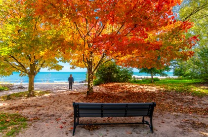 Could Planting Trees Reduce Emergency Room Visits for Children with Asthma?