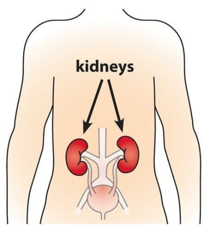 Investigator Uses ITM Clinical Research Center (CRC) to Shine Light on Kidney Disease