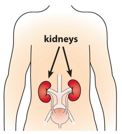 Investigator Uses ITM Clinical Research Center (CRC) to Shine Light on Kidney Disease